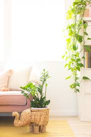 Twelve Low Light Indoor Plants You Probably Can T Kill