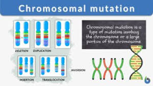 chromosomal mutation definition and
