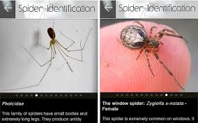 Spider Id App Know Your Window From Your False Widow
