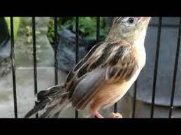 / suara pikat ampuh prenjak sawah jantan & betina!!! Kicau Burung Cici Padi Masteran Youtube