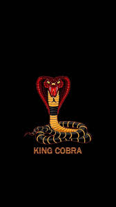 cobra snake king cobra king cobra