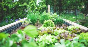 How To Plant A Kitchen Garden In Dallas