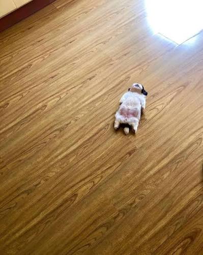 누워있는 강아지짤 못 본 사람 없게 해주세요.😭 이 강아지는 그저 누워서 자는 걸 즐긴다고 하는데요.🐶 너 솔직히 말해.. 사람이지?🤷🏻 📸 boredpanda ➰🔍세상의 모든 귀여움을 제보해 주세요!🐶🐱🐹🐰🐻
