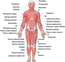 human body systems lessons blende