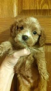Cockapoos make the perfect family pet and ours are unsurpassed. Cockapoo Pups For Sale In Standish Michigan Classified Americanlisted Com
