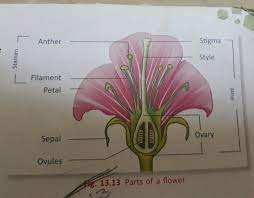 name of parts of hibiscus flower with