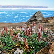Taller plants on the tundra - Research Highlights - Nature Middle East