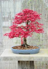 anese maple bonsai tree care guide