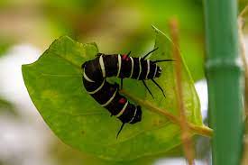 オオゴマダラの幼虫から特徴まで | 虫の写真と生態なら昆虫写真図鑑「ムシミル」