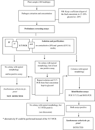 Flow Chart Of The Procedure For The Detection And