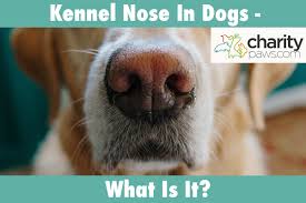 kennel nose in dogs what is it and