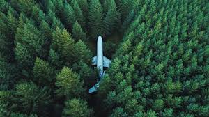Wallpaper 4k Plane In Middle Of Forest ...