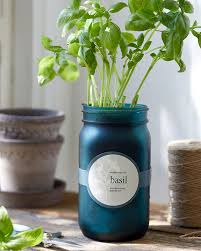 Basil Garden Jar Grow Kit Longwood