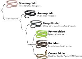 ophthalmology of serpentes snakes