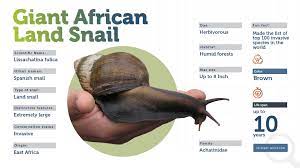 giant african land snail a most