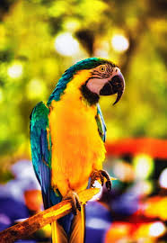 macaw parrot bird bright branch hd