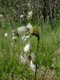 Eriophorum latifolium - Wikipedia
