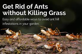 kill ants in your lawn naturally