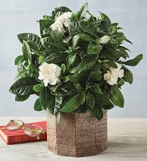 4 gardenia harry david