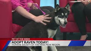 Get the full list of ckc's preferred breeders and find one near you! August 7 Pet Of The Week Raven Fox21 News Colorado