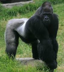 Gorilla Wikipedia