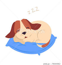 cute puppy dog sleeping on pillow