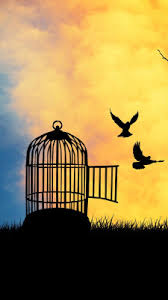 setting the cage bird free pixstory