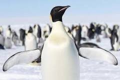 what-are-penguin-feet-called