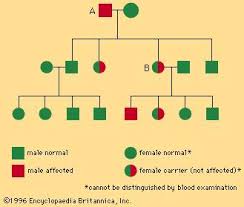 The gene for hemophilia was either passed down to victoria by her father or it spontaneously appeared i especially enjoyed how in depth they went into the family trees, especially in the spanish royal family. Hemophilia Pathology Britannica Com