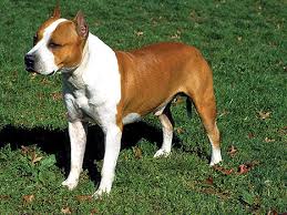 The american staffordshire terrier is a powerful dog breed with a friendly nature. What S The Difference Between The American Staffordshire Terrier And The Staffordshire Bull Terrier Modern Dog Magazine
