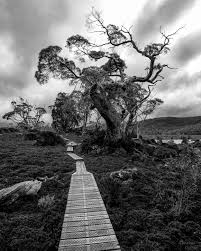  images from a photography trip along the overland track in lake windermere tree this tree at lake windermere is definitely one of the more memorable landmarks along the overland track for me