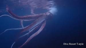 live giant squid in an