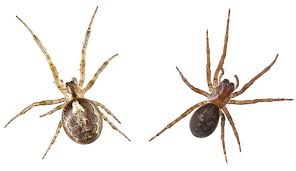 identifying false widow spiders
