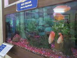 The Ultimate Oscar Fish Care Guide Diet Tank Conditions