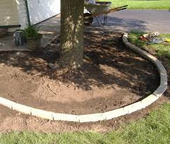 Are Tree Roots Killing Your Lawn