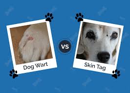 dog wart vs skin in dogs
