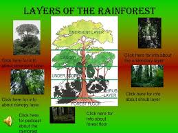 the rainforest powerpoint presentation