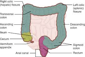 large intestines anatomy physiology