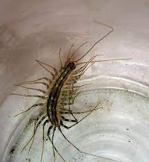 house centipede scutigera coleoptrata