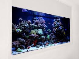 building an in wall reef aquarium
