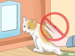 How To Fit A Cat Flap 14 Steps With