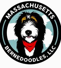 Long island's only breeder of beautiful healthy bernedoodle puppies! Massachusetts Bernedoodles 24 7 Live Puppy Cameras In A Kennel Free Environment