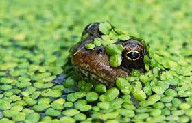 Under Threat From Goldfish In Garden Ponds