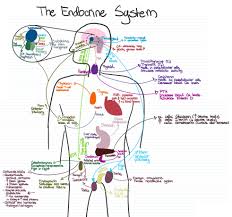 The Most Concise Visual Representation Of The Endocrine