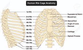 The ribs are elastic arches of bone, which form a large part of the thoracic skeleton. Human Rib Cage Anatomy Anterior And Right Lateral View All Bones Surface Royalty Free Cliparts Vectors And Stock Illustration Image 71810389