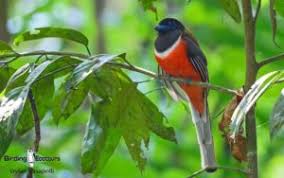 india birding tour western ghats and