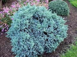 juniperus squamata alchetron the