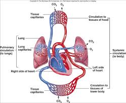 HUMAN BODY SYSTEMS ESSAY QUESTION anatomy essay questions  Skeleton