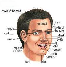 This list of human body parts includes common anatomical divisions and the body parts that compose those divisions. Learning The Parts Of The Head And Face Learn English English Vocabulary Learn English Words