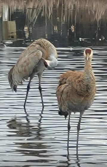 Sandhill crane on one leg in Burnaby, BC Lake